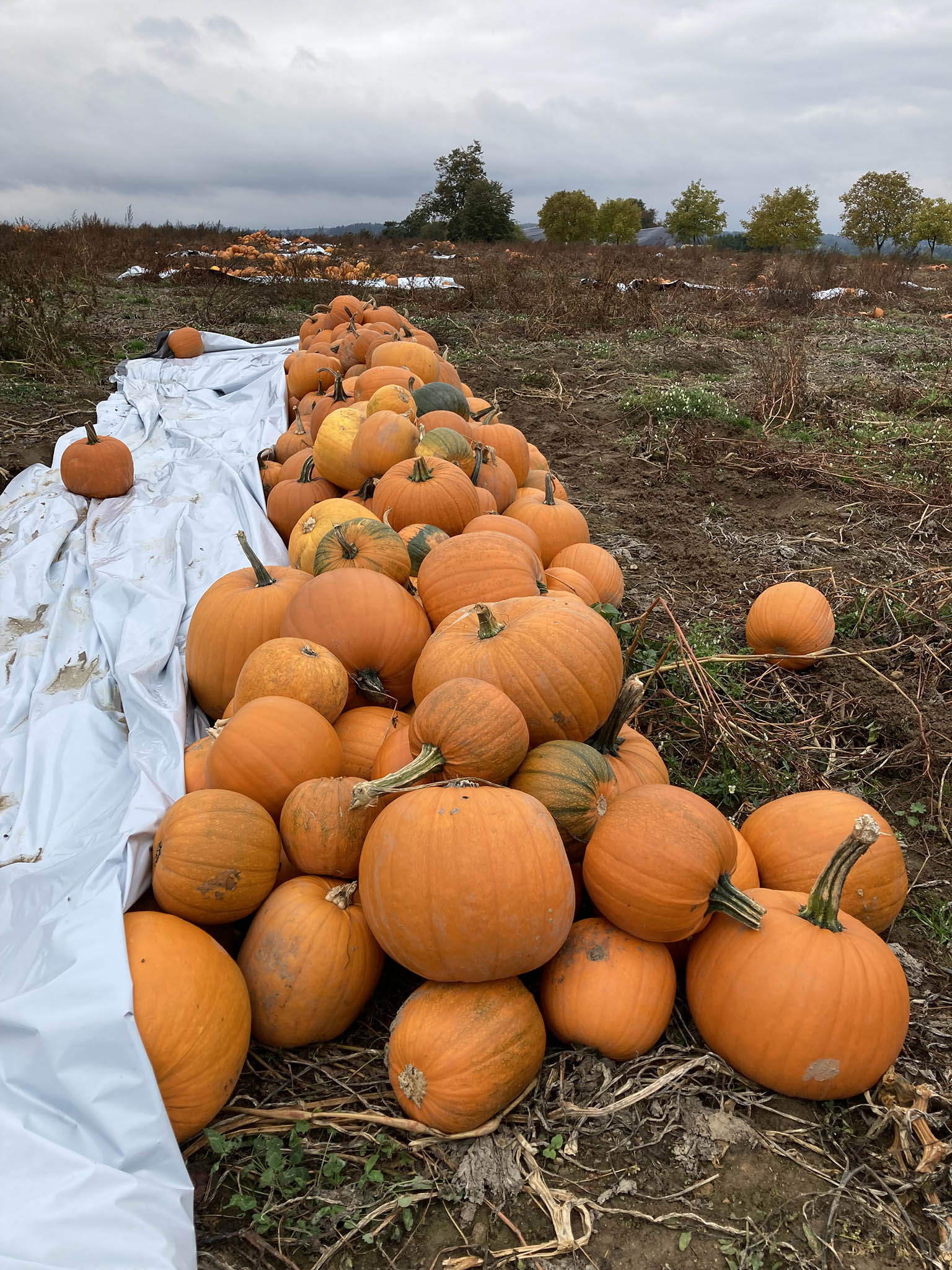 Farma v Radňově na Havlíčkobrodsku (Foto: Josef Káninský) Farma v Radňově na Havlíčkobrodsku