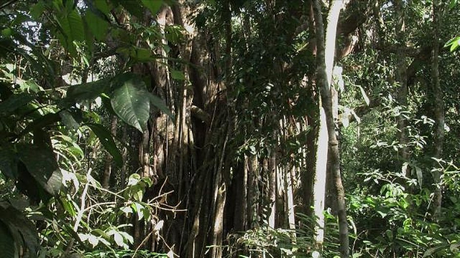 Snmek z audiovizulnho dla Biosmiotick Borneo od Ursuly Biemannov, kter zkoum, jak se umlci vypodvaj se smyslovou a vznamovou strnkou ekologie prales na Borneu.