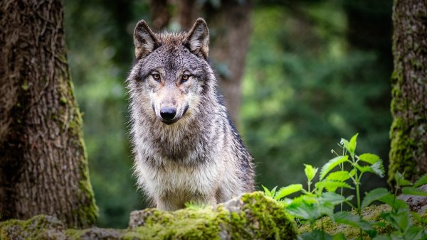 Ztrácejí chránění vlci strach z lidí? Nový výzkum zjišťoval, jestli se proměnili – a co to pro nás znamená