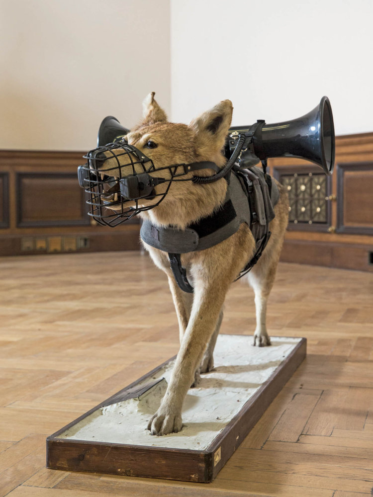Psa, vlastně vlka s mikrofony a megafony na zesílení štěkotu zapůjčilo muzeum v Úsově. Psa, vlastně vlka s mikrofony a megafony na zesílení štěkotu zapůjčilo muzeum v Úsově.