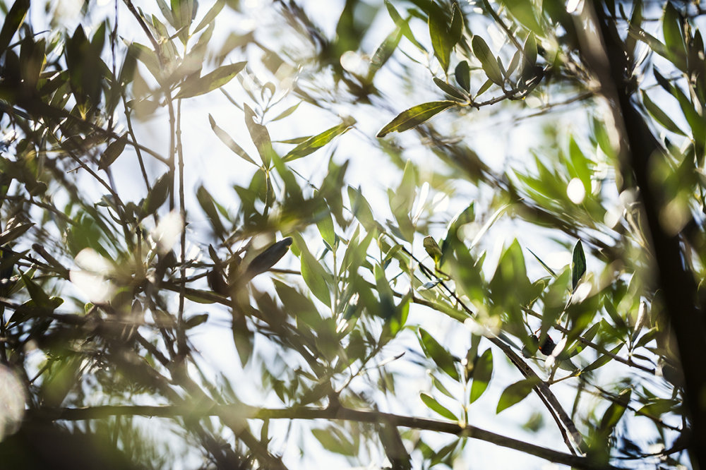 KORRES PURE GREEK OLIVE THE INGREDIENT