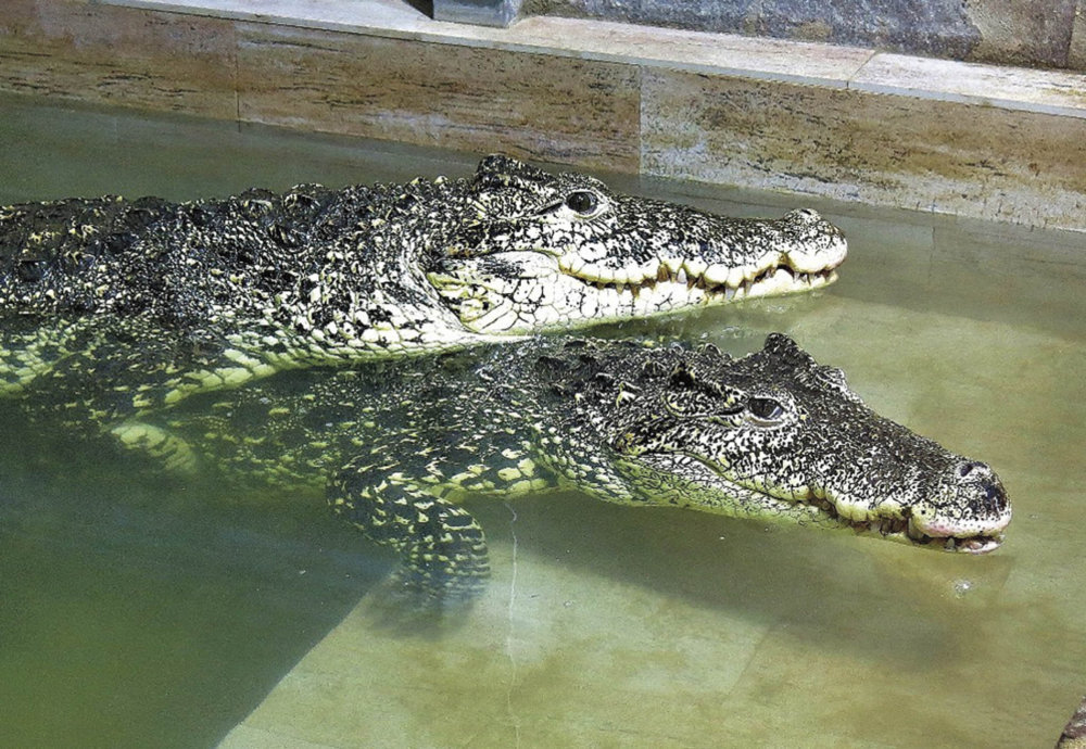 Krokodýlí zoo