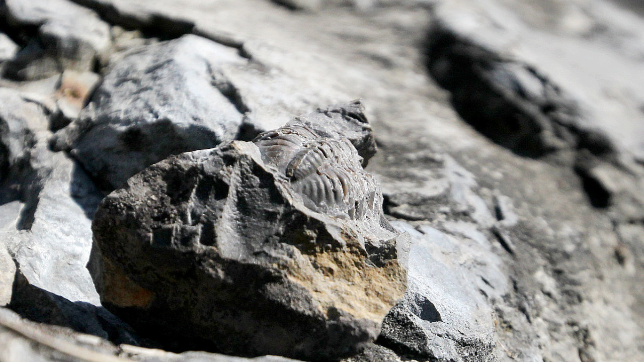Zkamenlina trilobita. Ilustran foto