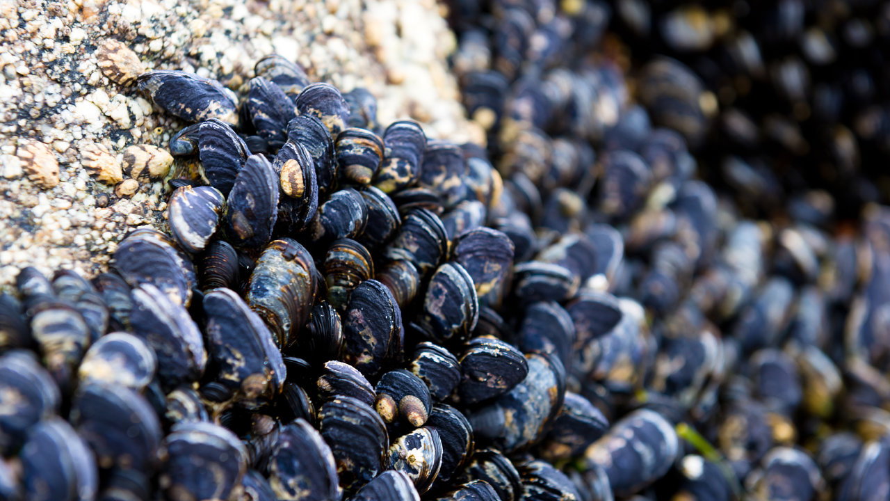 Blue mussels(Mytilus edulis) at the water edge