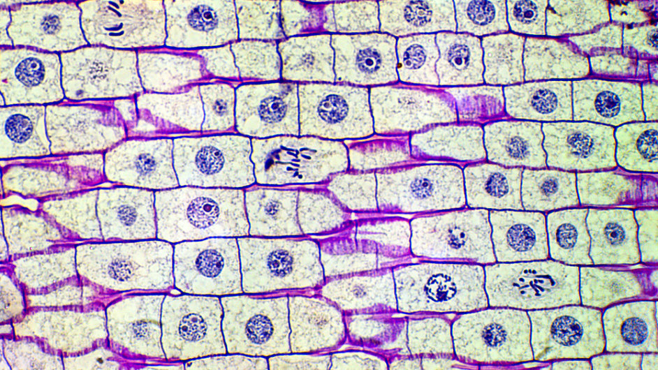 Kmenové buňky, ilustrační foto