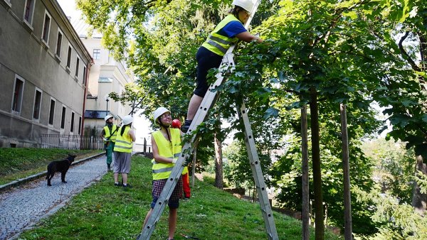 O ve�ejnou zele� v Hradci Kr�lov� pe�uj� pracovn�ci technick�ch slu�eb m�sta.
