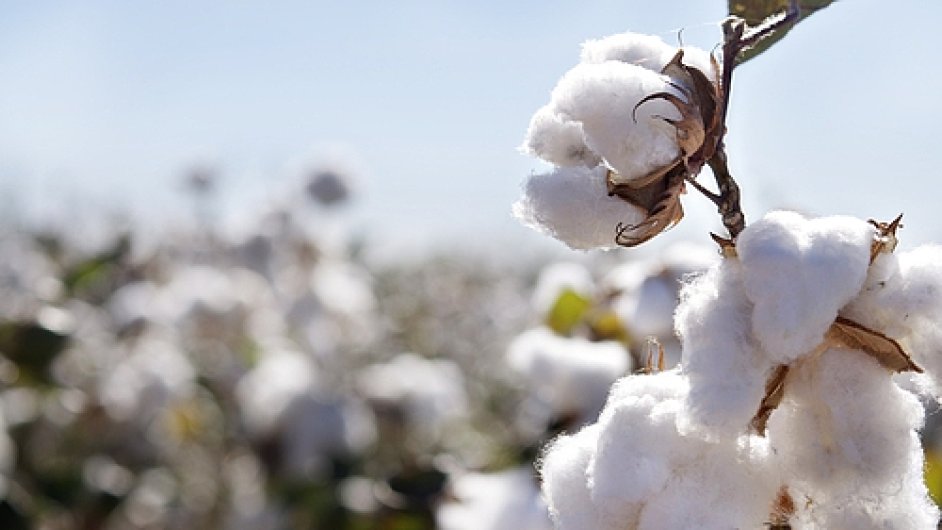 Plant organick bavlny - Ilustran foto