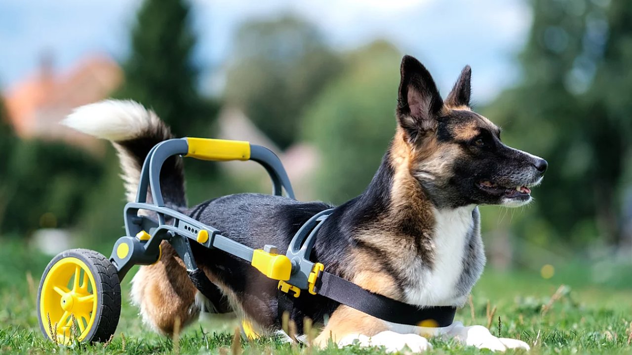 Unikátní invalidní vozík pro psy a koèky vzniká na 3D tiskárnách.