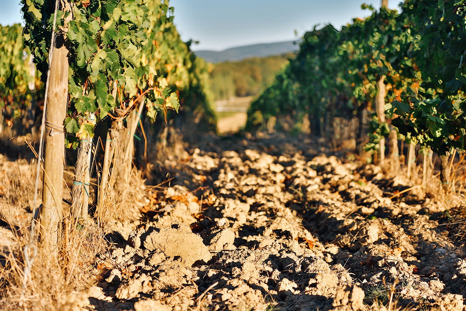 Vinask zna Chianti Classico se rozkld na 70000 hektarech pdy mezi slavnmi msty Florencie a Siena.