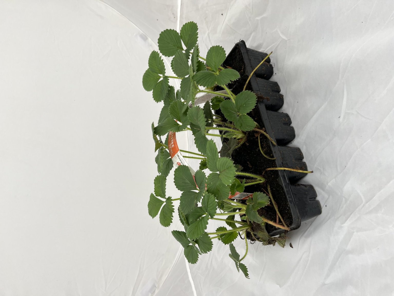 Komer�n� �l�nek