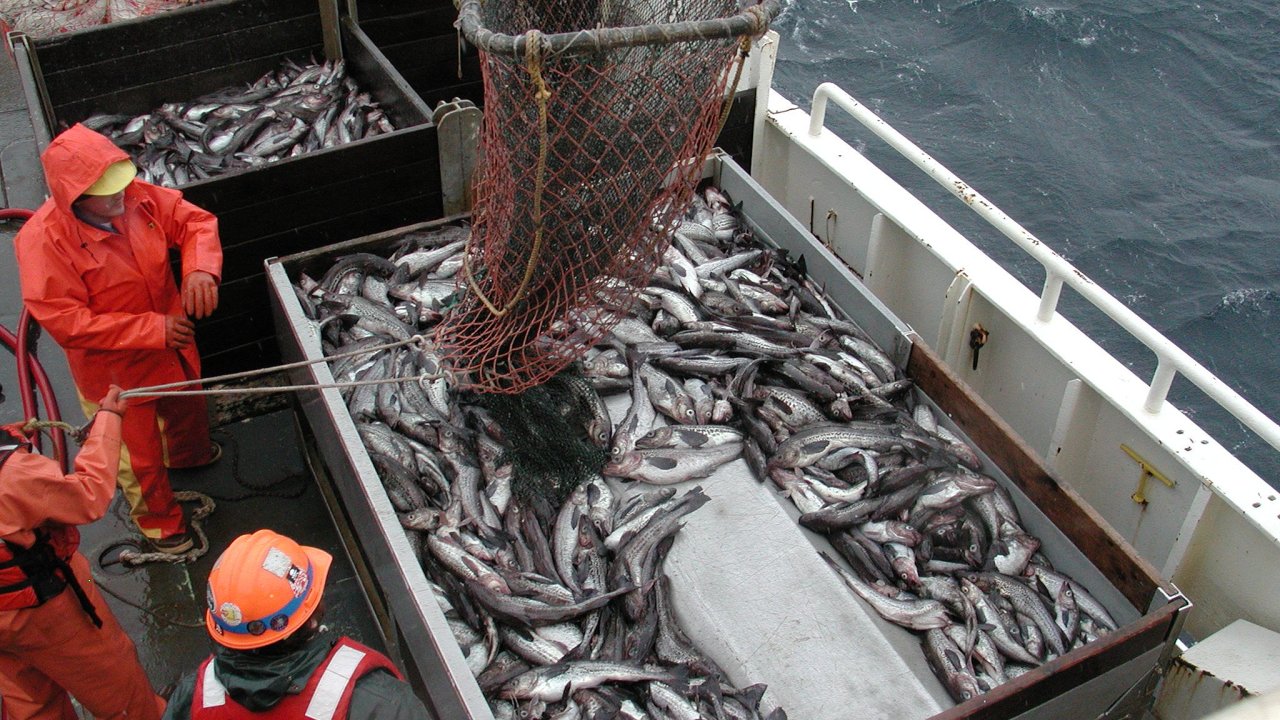 Ekosystm ohrouje i nadmrn rybolov.
