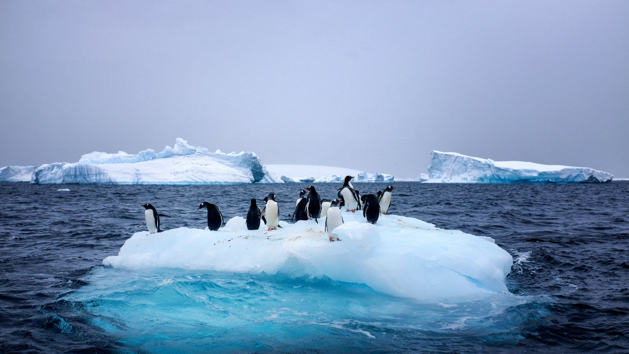 tání ledovců, tučňák, životní prostředí, oteplování