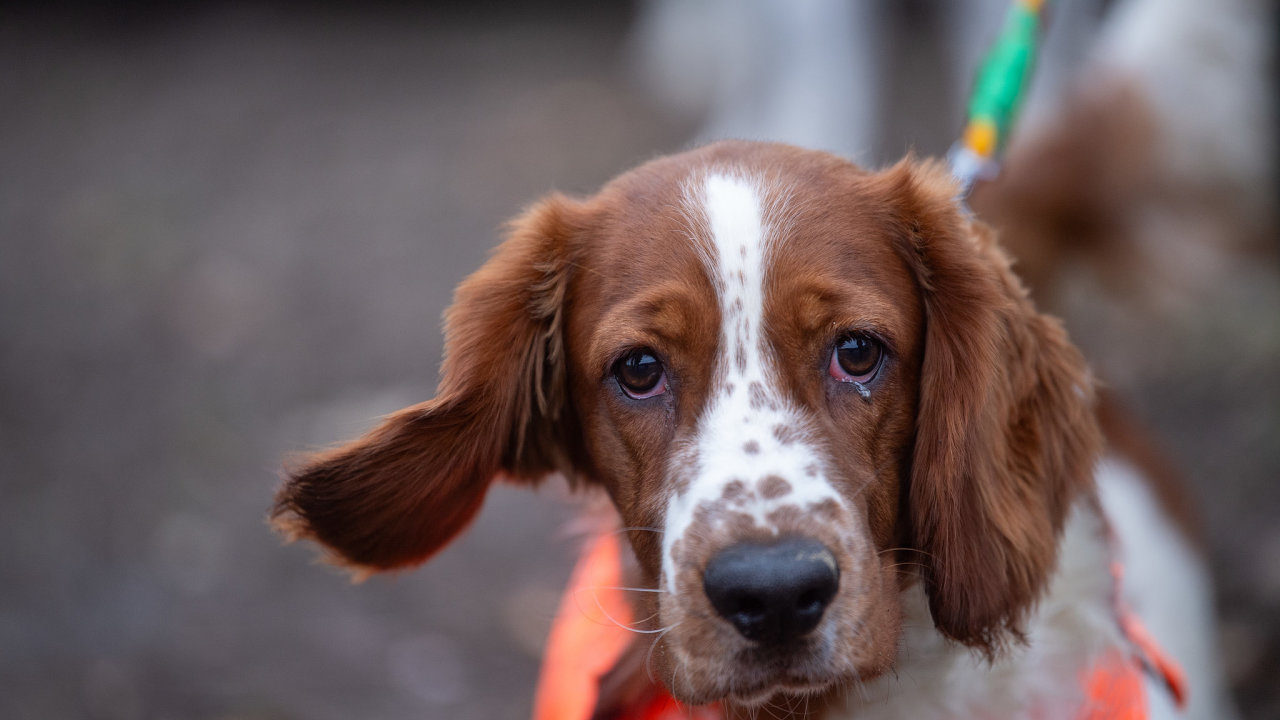 D�my �esk� myslivosti na honu