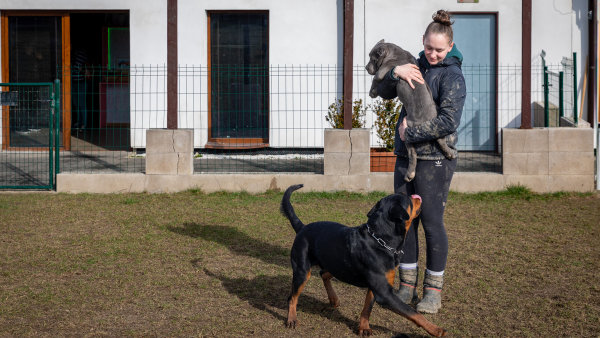 Se psem do školky? Generace covidových psů nastartovala nový trend