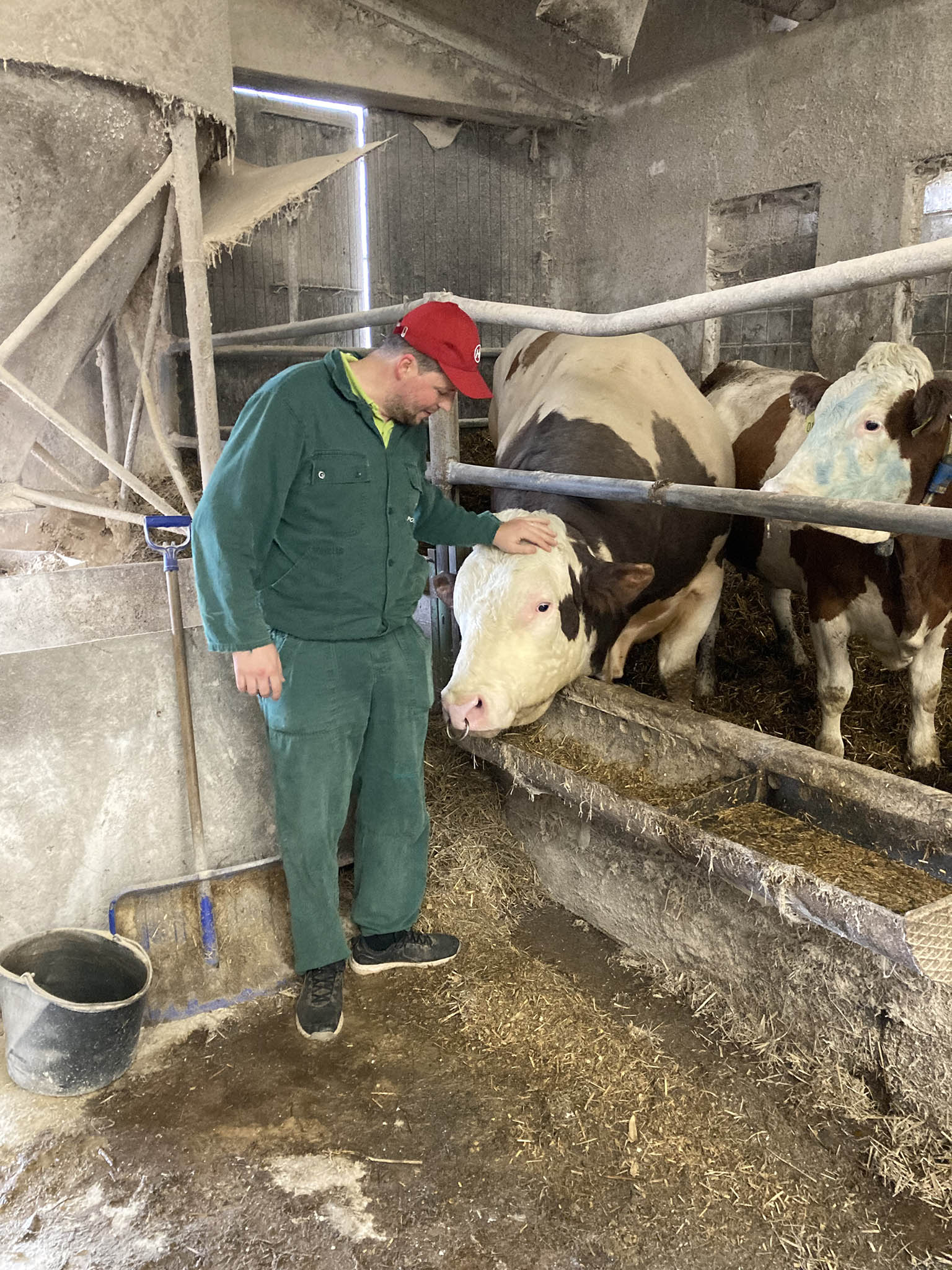 Plemenný býk (Foto: Josef Káninský) Plemenný býk