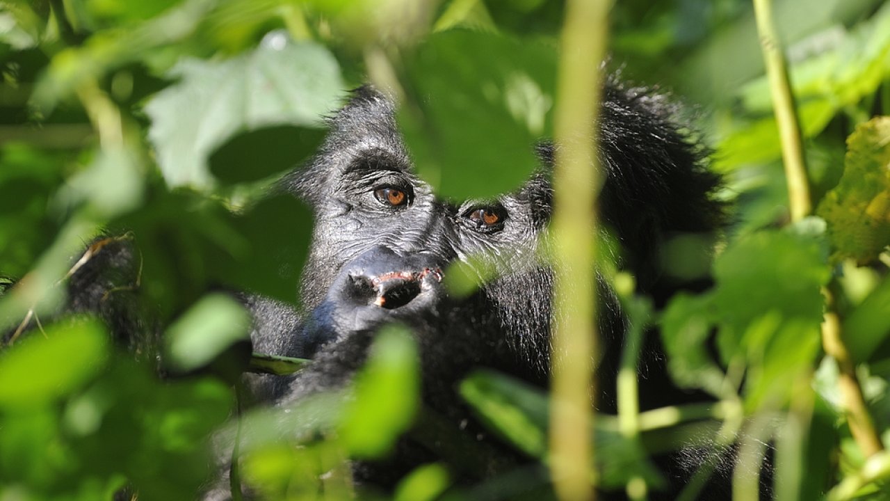K ochran Goril pomhaj pjmy z turismu