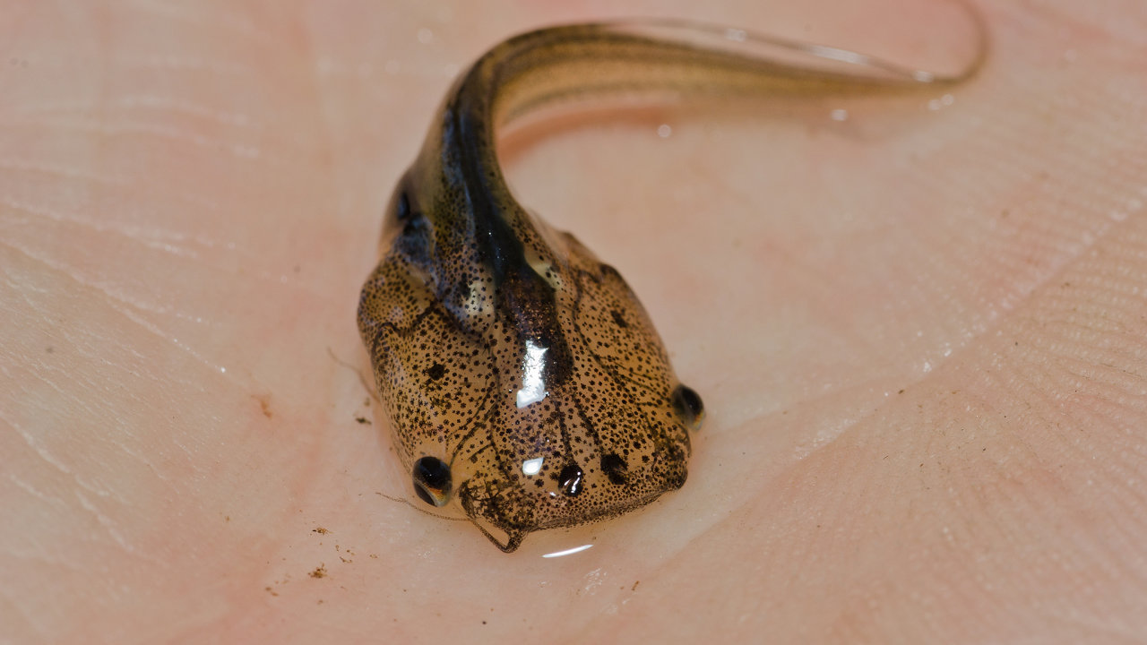 An African clawed frog tadpole in the hand of a biologist.  These frogs cause a lot of habitat destruction in California.