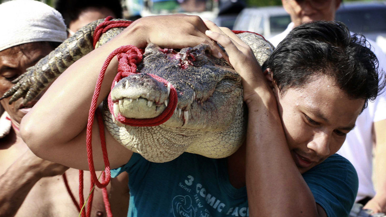 Zplavy v Thajsku - chycen krokodla