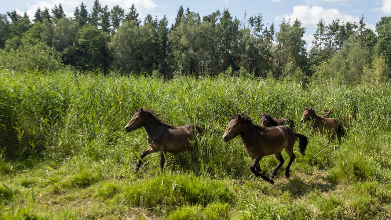 První patnáctièlenné stádo takzvaných exmoorských ponyù, kteøí se nejvíce blíží pùvodním evropským divokým koním, dovezli z Anglie do Milovic v roce 2015. Odsud se šíøí do dalších rezervací v Èesku.