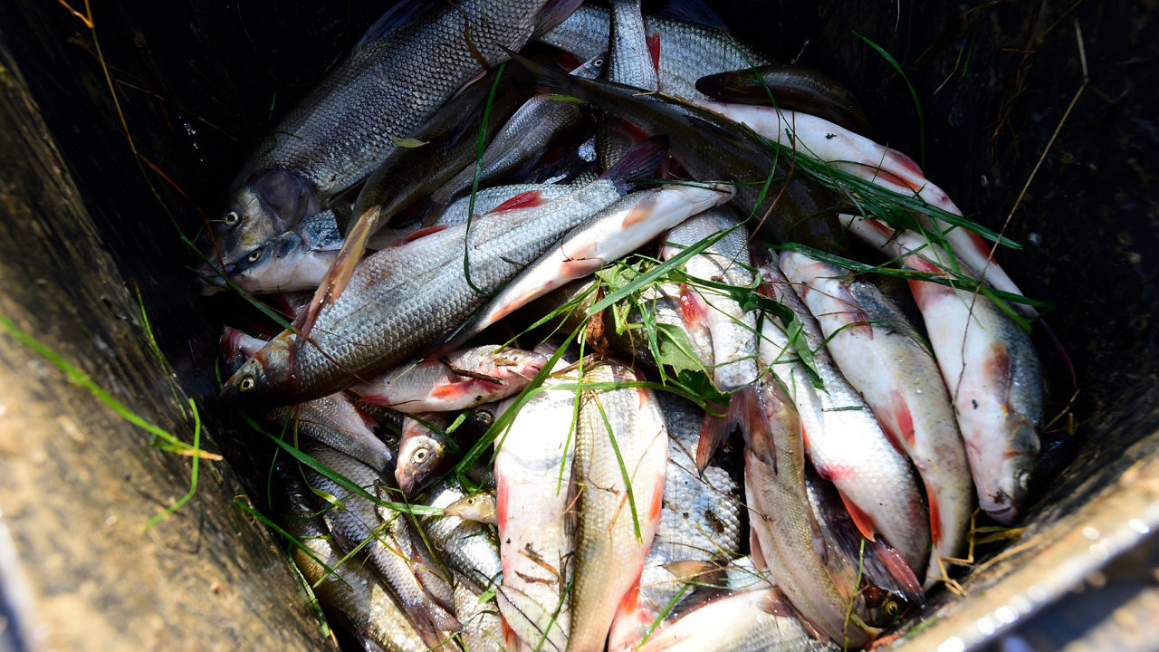 Rybáøi nakládali 21. záøí 2020 v Hustopeèích nad Beèvou na Pøerovsku leklé ryby z øeky Beèvy. Kvùli neznámé látce