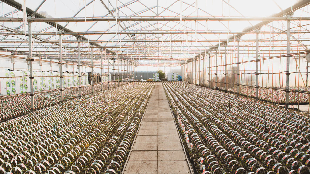 Komer�n� �l�nek