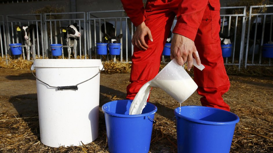 Rusk sankce trp mlkae po cel Evrop. Na fotce pipravuje britsk farm mlko pro telata.