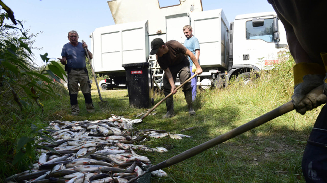 Rybi nakldaj lekl ryby z eky Bevy 21. z 2020 v Hustopech nad Bevou na Perovsku. Kvli neznm ltce