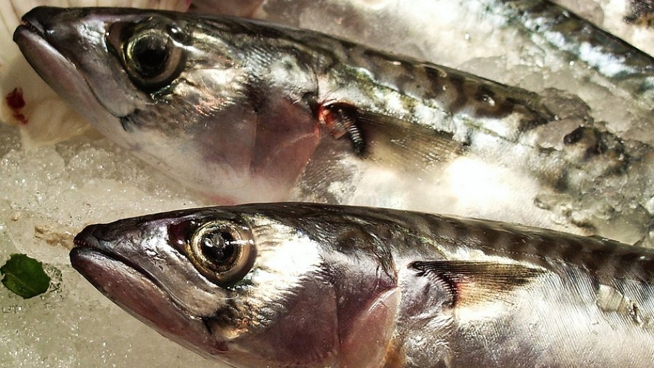 Norsko je druhm nejvtm vvozcem ryb (ilustran foto).