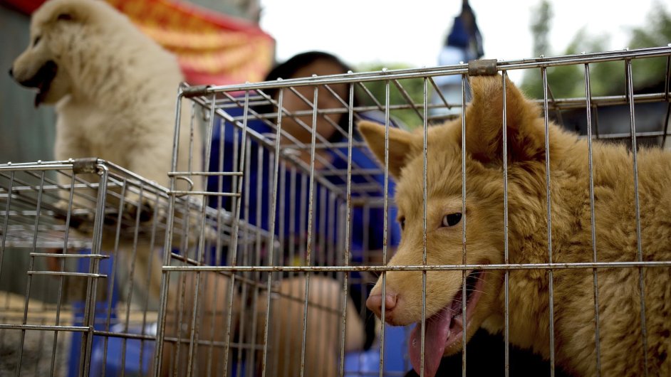 Festival psího masa v Èínì zaèal i pøes odpor milionù lidí