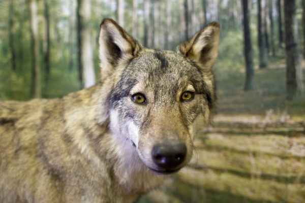 Muzeum v n�meck&eacute;m Rietschenu ukazuje �ivot vlk�.