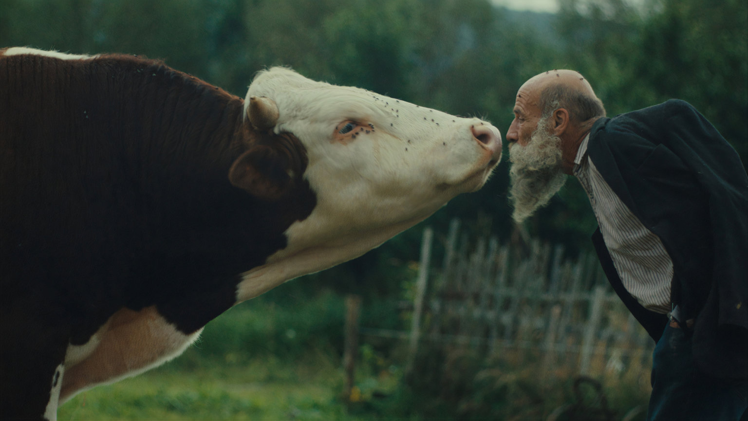 FILM: Radji zelet v divoin (esko, Slovensko 2025)