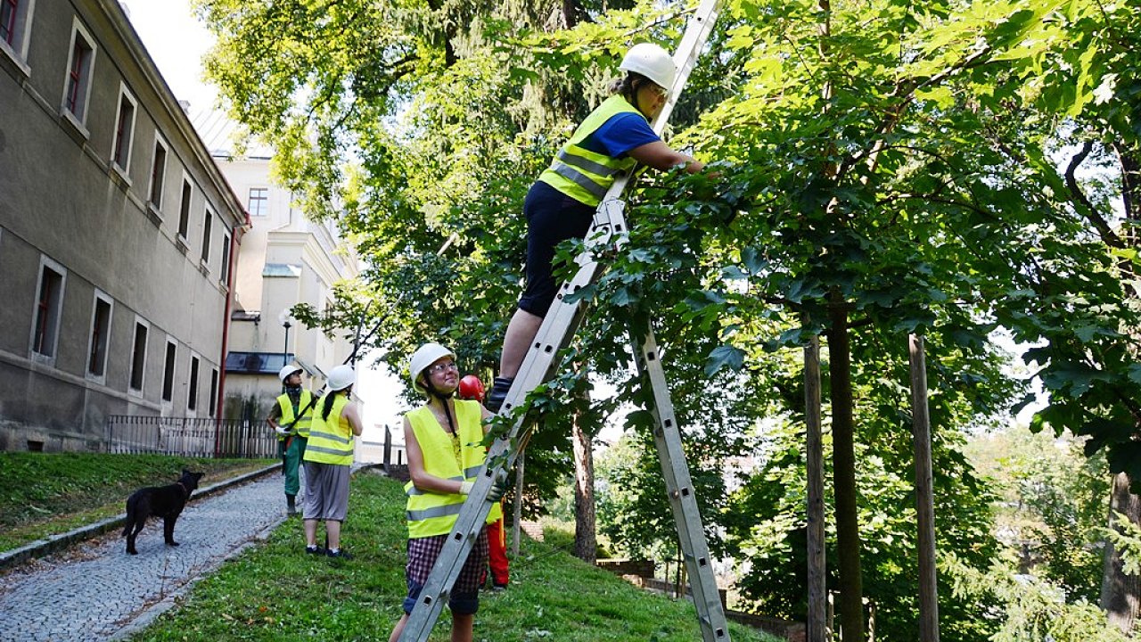 O veřejnou zeleň v Hradci Králové pečují pracovníci technických služeb města.