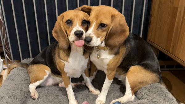 nealergenn� psi Alfie a Bailey