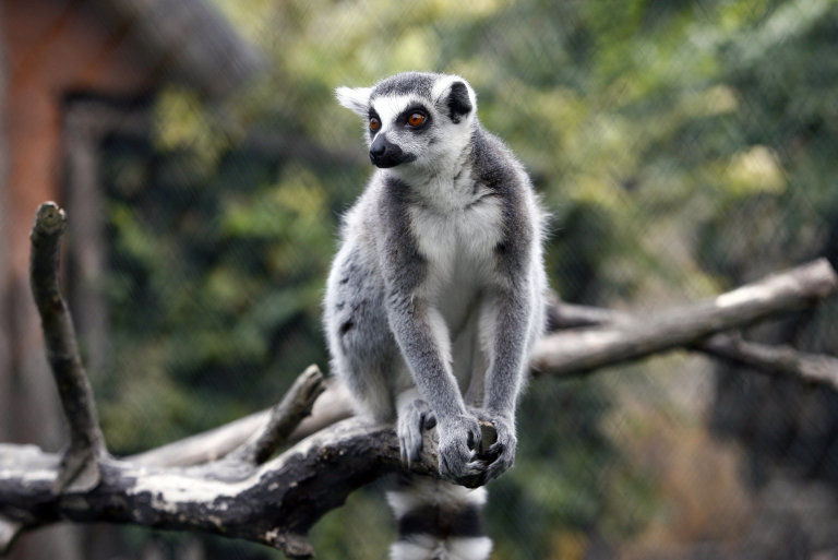 Lemur kata (Foto: HN – Jiří Koťátko) Lemur kata