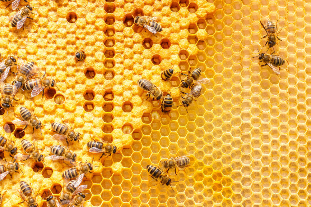 Využití technologií k záchraně včel nadchlo i společnost Nestlé, která s organizací Forsage Eco spojila své medové cereálie Nestlé Cheerios a společně spustily kampaň „Pomáhejme včelám“.
