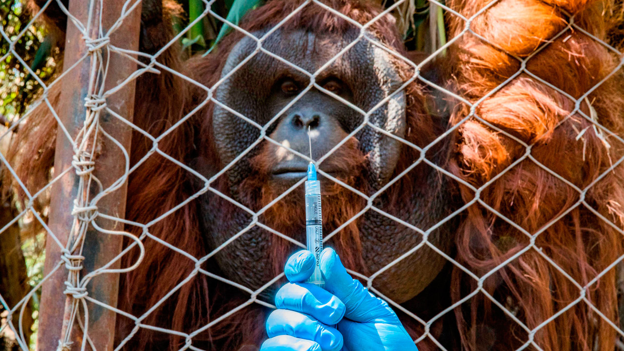 Oèkování zvíøat proti onemocnìní covid-19 v chilské ZOO Buin, jedné z nejvìtších soukromých zoo v Latinské Americe.