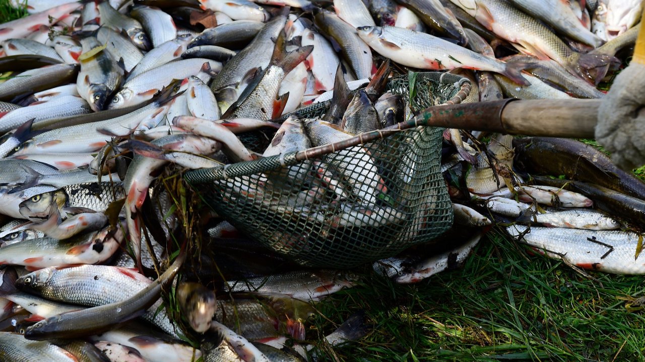 Øeka Beèva, ekologická katastrofa, mrtvé ryby