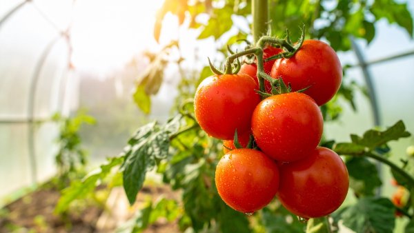 Geneticky modifikované rajče v&nbsp;Evropě? EU chce dát zelenou plodinám s&nbsp;upravenou DNA