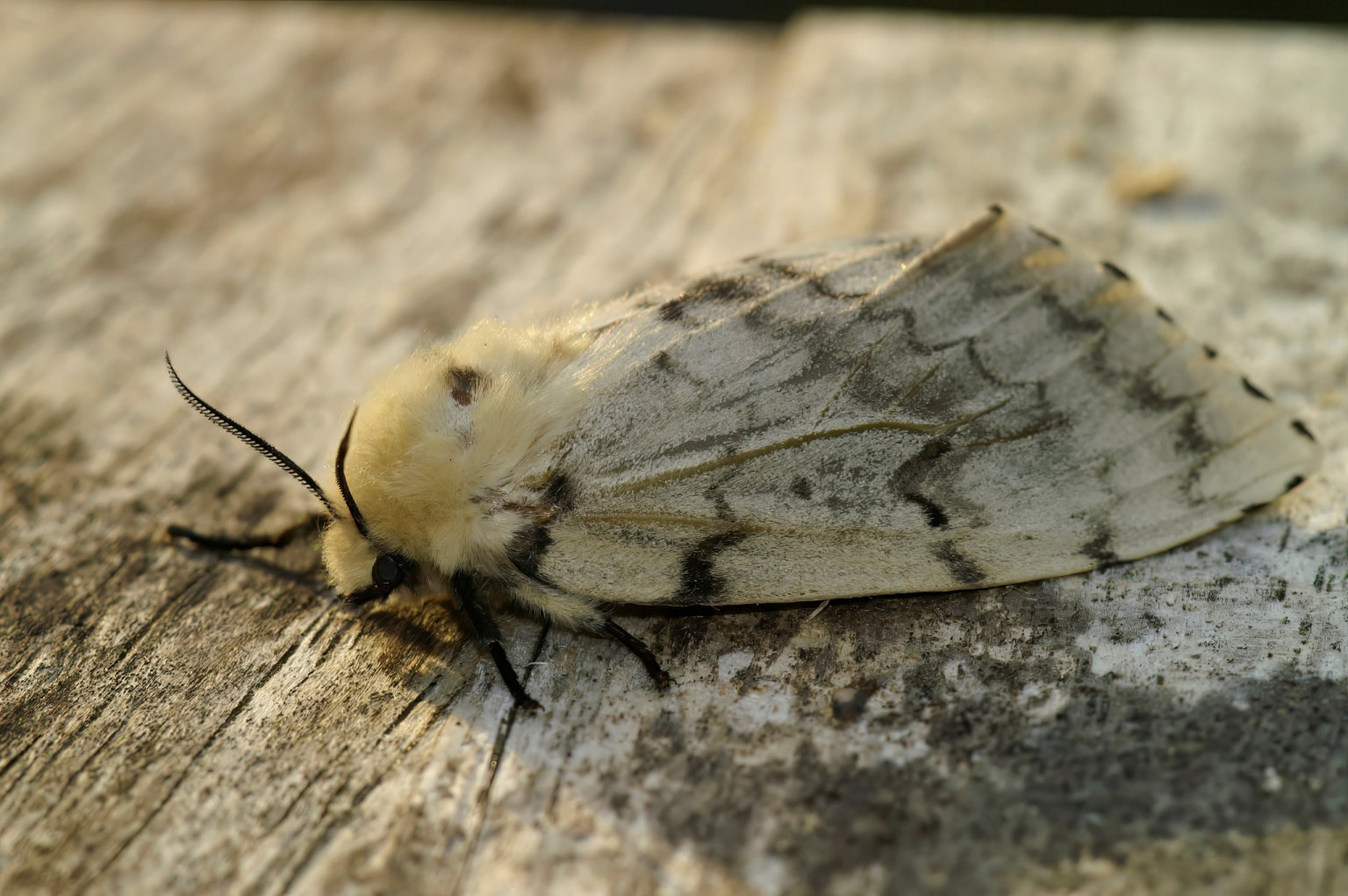 víkend, vìda,gypsy moth, Lymantria dispar