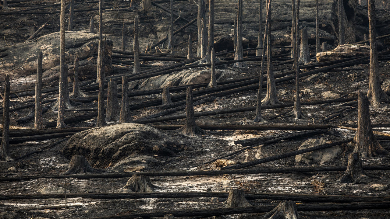 Lesní požár v Èeskosaském Švýcarsku vypukl v sobotu 23. èervence 2022 v Národním parku Èeské Švýcarsko nedaleko Høenska. Požár postupnì zasáhl více než 1600 ha plochy parku
