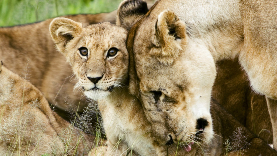 Lve s matkou, ilustran foto