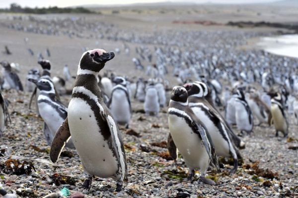 Penguins walk on a beach in Punta Tombo peninsula in Argentina&acirc;&euro;&trade;s Patagonia