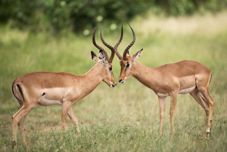 Antilopy impala v Africe