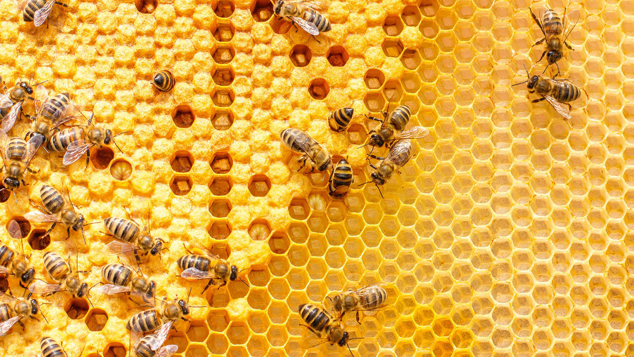 Využití technologií k záchraně včel nadchlo i společnost Nestlé, která s organizací Forsage Eco spojila své medové cereálie Nestlé Cheerios a společně spustily kampaň „Pomáhejme včelám“.