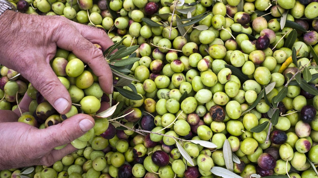 Barva oliv nen urena druhem, ale stupn vyzrlosti plod olivovnku.