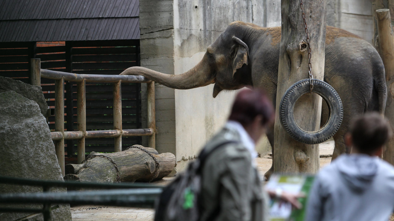 Zoo Liberec, slon