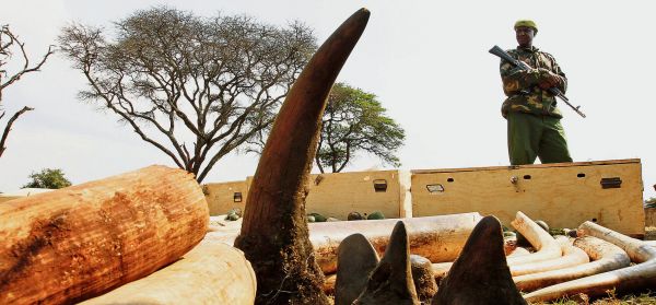 Zabaven&aacute; slonovina