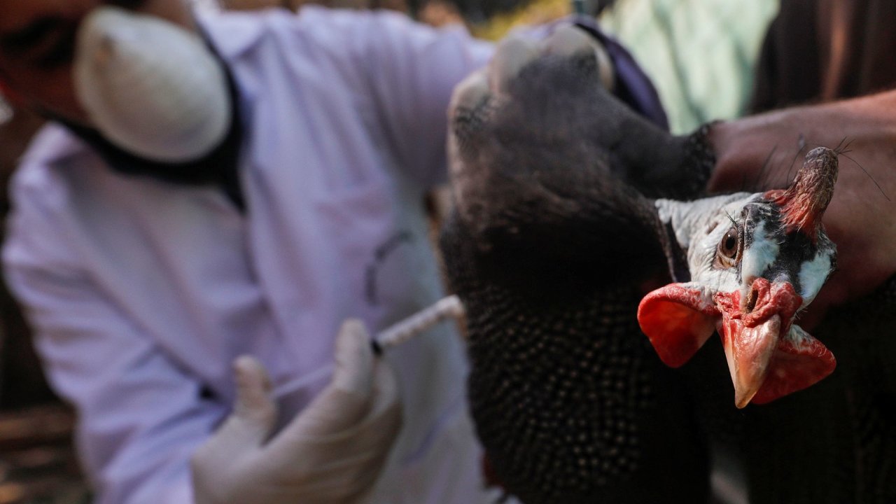 Oèkování chovaných ptákù jako perlièky na snímku mùže pandemii ptaèí chøipky zabránit. Na Západì se ale témìø neprovádí.