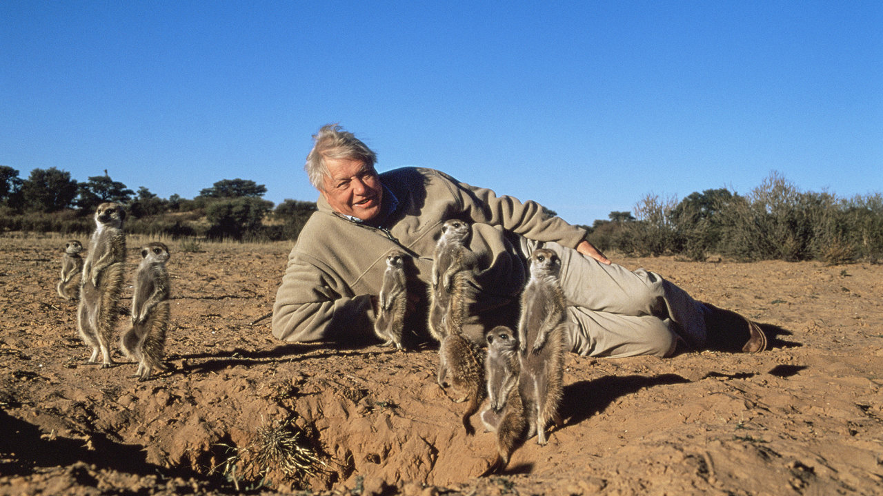 Sir David Attenborough se surikatami b�hem nat��en� po�adu BBC �ivot savc� v ji�n� Africe v roce 2000.