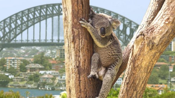 M�stem s nejlep&scaron;&iacute; reputac&iacute; je v leto&scaron;n&iacute;m roce op�t australsk&eacute; Sydney.